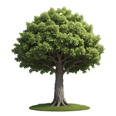 Lush Green Tree Growing on Grass Patch with White Background