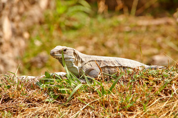 Leguan im Gras in Mexiko