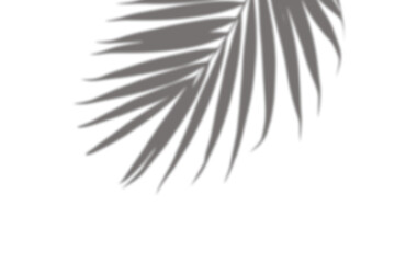 Realistic palm tree branch shadow overlay effect on the corner. Tropical coconut leaf shadow on transparent background. Design elements for summer spring decoration, Mockup for product presentation