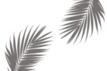 Realistic palm tree branch shadow overlay effect on the corner. Tropical coconut leaf shadow on transparent background. Design elements for summer spring decoration, Mockup for product presentation