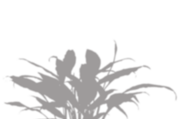 Realistic blurred leaf shadow effect isolated on transparent background. blur branch leaves shadow. Plant foliage silhouette. Nature design element for spring summer, mockup for product presentation