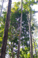 East Nusa Tenggara , Indonesia – 05 . 28. 2024 – The connecting road of Sumba Regency passes through dense forests with large trees