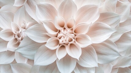 Crafted by nature, creamy white blossoms unfold gracefully, revealing intricate layers of delicate petals. The soft luminance enhances the beauty, inviting close inspection and appreciation