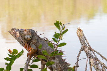 Green Iguana Resting on a Branch by the Water in Florida