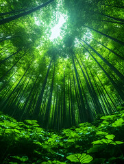 Obraz premium Lush green bamboo forest viewed from below, sunlight filtering through tall stalks