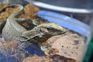Varanus nebulosus, species of monitor lizard