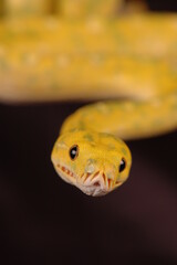 Beautiful Morelia Viridis Biak Locality In Papua Indonesia, Reptile Snake Macro Photography