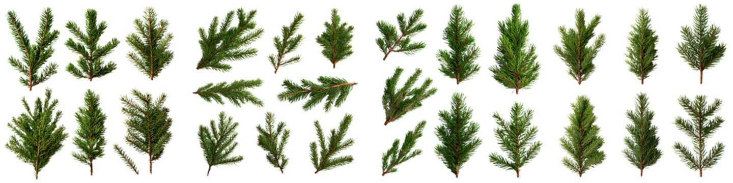 Assortment of different pine fir spruce and cedar tree leaves and branches showcasing the diverse textures and shapes of evergreen foliage
