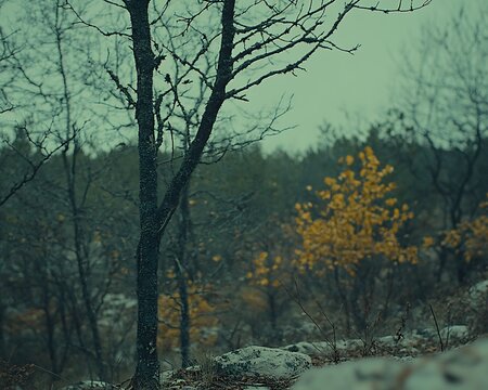 A forest scene featuring bare trees and a yellow leaved tree