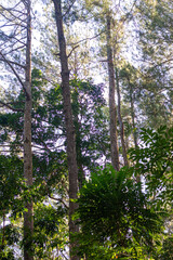 Obraz premium East Nusa Tenggara , Indonesia – 05 . 28. 2024 – The connecting road of Sumba Regency passes through dense forests with large trees