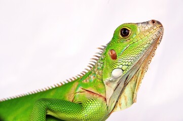 Beautiful Juvenile Iguana On White Background