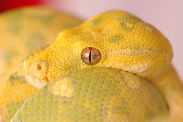 Beautiful Morelia Viridis Snake Eye Taken With Macro Lens