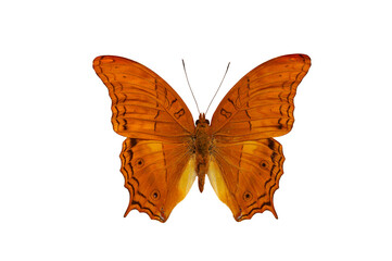 Beautiful exotic vindula dejone erotella butterfly isolated on white background