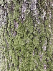 trees and moss