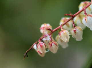 3月に咲き始めた可愛らしい白いアセビ（馬酔木）