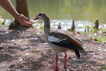 Egyptian Goose by the Lake in Florida