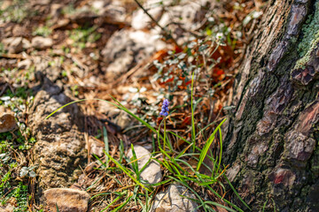 mkuskari flower in the park in its natural environment on the Adriatic coast in the suburbs of Rijeka, Croatia. View of a rocky ground with first wild flowers 