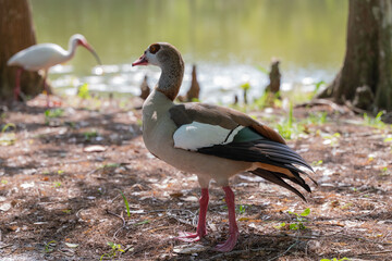 Egyptian Goose by the Lake in Florida