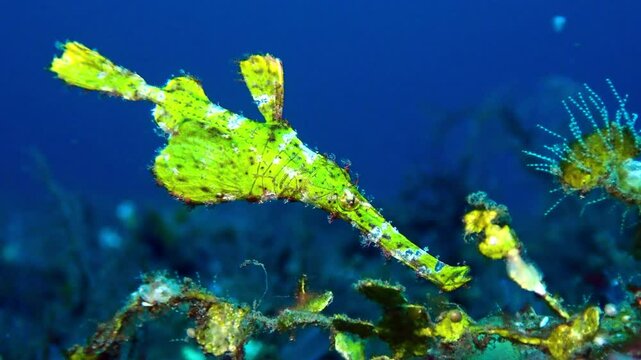 A Halimeda ghost pipefish (Solenostomus halimeda) in Bali, Indonesia.