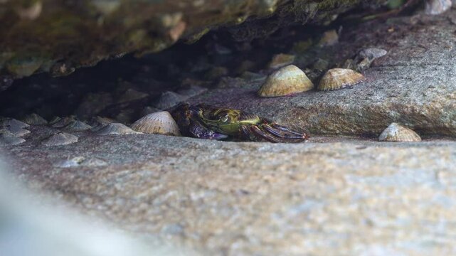 A rock crabs shelter beneath a rocky overhang, surrounded by limpets and barnacles in a intertidal ecosystem, close up shot.