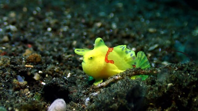 A tiny Juvenile yellow painted frogfish walking on seabed.