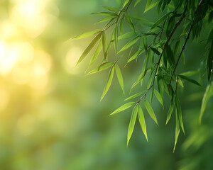 Obraz premium Sunlit bamboo leaves against a blurred green background