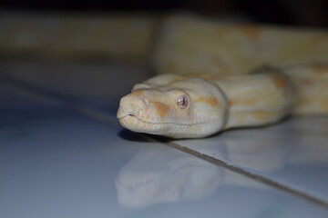 close up of a albino python