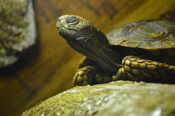 turtle on a rock close its eyes