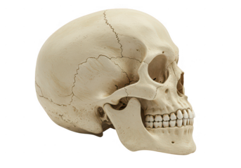 Anatomical model of a human skull with visible sutures 