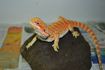 Beautiful Bearded Dragon Photography,  Bearded Dragon On Rock Basking In The Sun