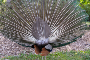 Vibrant peacock displaying its iridescent feathers