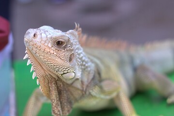 Baby Green Iguana A Reptile With A Long Body Covered In Rough Green Scales