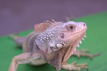 Baby Green Iguana A Reptile With A Long Body Covered In Rough Green Scales