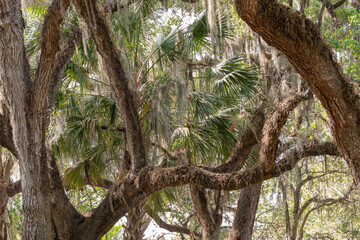 Tropical forest with moss-covered trees and palm leaves