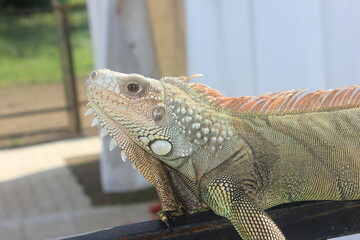 Fototapeta premium Close Up Exotic Anima Green Iguana