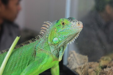 Close Up Exotic Anima Green Iguana