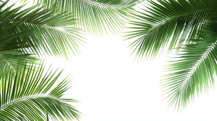 Tropical beach coconut palm tree leaves isolated on white background, green palm fronds layout for summer and tropical nature concepts.