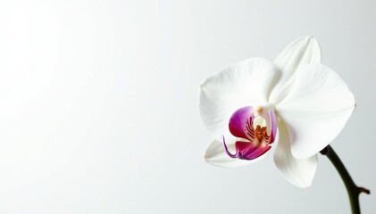 Delicate white orchid blossom on pure white background, plant, nature
