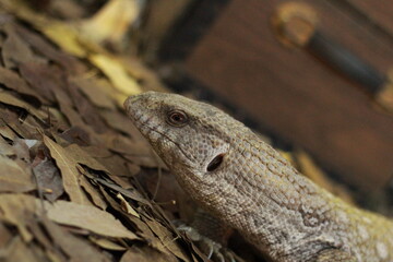 Varanus nebulosus, species of monitor lizard