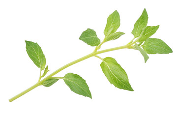 Fototapeta premium A fresh green branch adorned with vibrant leaves, showcasing their natural texture and form, Transparent background.