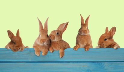 Cute fluffy rabbits peeking out from blue wooden fence on light green background. Banner design