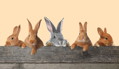 Cute fluffy rabbits peeking out from wooden fence on beige background. Banner design