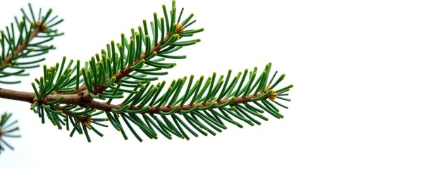 Obraz premium Spruce branches in isolation on white background, branch, isolated, coniferous