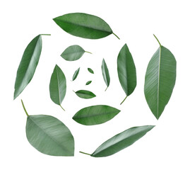 Green leaves swirling in air on white background