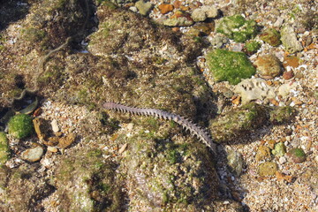 Sea centipedes are venomous, multi-legged arthropods