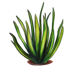 Vibrant Green Agave Plant Illustration Desert Flora Artwork