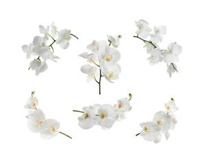 Beautiful white orchid flowers isolated on white, set © New Africa