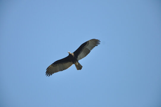 pajaro jote planeando en el cielo azul