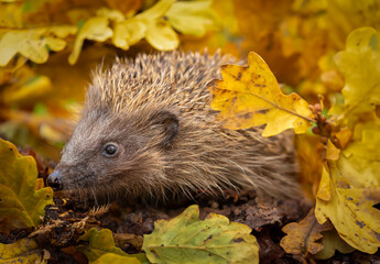Hedgehog, Scientific name Erinaceus Europaeus, wild, native hedgehog foraging at dusk amongst fallen golden oak leaves in hedgehog friendly garden.  Horizontal.  Copy space