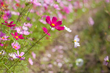 花畑に咲くコスモスの花